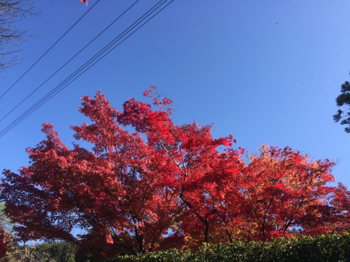 真っ赤に色づく紅葉が美しい南禅寺前